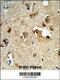 Tetraspanin 1 antibody, 63-594, ProSci, Immunohistochemistry paraffin image 