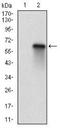 RB Transcriptional Corepressor Like 2 antibody, NBP2-52551, Novus Biologicals, Western Blot image 