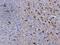 Neuromedin-S antibody, A15072-3, Boster Biological Technology, Immunohistochemistry paraffin image 