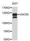 Unc-5 Netrin Receptor D antibody, abx127075, Abbexa, Western Blot image 