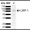 LDL Receptor Related Protein 1 antibody, SPC-784D-APC, StressMarq, Western Blot image 