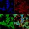 Ankyrin-1 antibody, LS-C775921, Lifespan Biosciences, Immunocytochemistry image 
