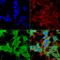 Ankyrin-R antibody, LS-C775921, Lifespan Biosciences, Immunocytochemistry image 