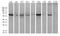 Chaperonin Containing TCP1 Subunit 4 antibody, TA810840S, Origene, Western Blot image 
