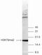 Di-Methyl-Histone H3 antibody, 49-1019, Invitrogen Antibodies, Western Blot image 