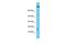 NADH:Ubiquinone Oxidoreductase Subunit A12 antibody, PA5-46212, Invitrogen Antibodies, Western Blot image 