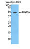 Fibroblast Growth Factor 10 antibody, LS-C293894, Lifespan Biosciences, Western Blot image 