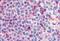 G Protein-Coupled Receptor 132 antibody, GTX71409, GeneTex, Immunohistochemistry paraffin image 