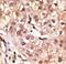 Interferon Lambda 1 antibody, LS-C97859, Lifespan Biosciences, Immunohistochemistry frozen image 