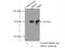 SBDS Ribosome Maturation Factor antibody, 17618-1-AP, Proteintech Group, Immunoprecipitation image 