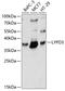 LY6/PLAUR Domain Containing 3 antibody, 15-771, ProSci, Western Blot image 