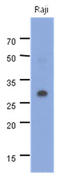MYD88 Innate Immune Signal Transduction Adaptor antibody, LS-C200830, Lifespan Biosciences, Western Blot image 