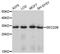 Vesicle-trafficking protein SEC22b antibody, A4318, ABclonal Technology, Western Blot image 