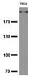 KI-67 antibody, TA800663S, Origene, Western Blot image 