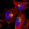 Transmembrane Protein 165 antibody, HPA038299, Atlas Antibodies, Immunofluorescence image 