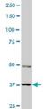 PBK/TOPK antibody, H00055872-M11, Novus Biologicals, Western Blot image 