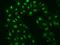 Family With Sequence Similarity 155 Member A antibody, 204483-T02, Sino Biological, Immunohistochemistry paraffin image 