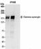 Synergin Gamma antibody, NBP2-36531, Novus Biologicals, Immunoprecipitation image 