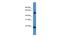 Outer Mitochondrial Membrane Lipid Metabolism Regulator OPA3 antibody, PA5-45032, Invitrogen Antibodies, Western Blot image 