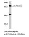 Insulin Receptor antibody, PA5-36761, Invitrogen Antibodies, Western Blot image 