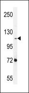 Protocadherin Alpha Subfamily C, 2 antibody, LS-C163425, Lifespan Biosciences, Western Blot image 