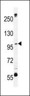 SWT1 RNA Endoribonuclease Homolog antibody, LS-C168226, Lifespan Biosciences, Western Blot image 