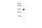 Cx36 antibody, 28-551, ProSci, Enzyme Linked Immunosorbent Assay image 