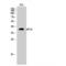 Eukaryotic Translation Initiation Factor 2 Subunit Alpha antibody, LS-C383305, Lifespan Biosciences, Western Blot image 