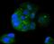 NFKB Inhibitor Beta antibody, NBP2-67645, Novus Biologicals, Immunocytochemistry image 