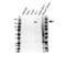 CD11b antibody, VMA00481, Bio-Rad (formerly AbD Serotec) , Western Blot image 