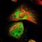 Spermidine Synthase antibody, NBP1-80726, Novus Biologicals, Immunofluorescence image 