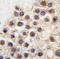 Dril2 antibody, AP11483PU-N, Origene, Immunohistochemistry frozen image 
