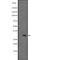 Insulin Like Growth Factor Binding Protein Like 1 antibody, PA5-67828, Invitrogen Antibodies, Western Blot image 