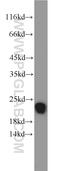 Transmembrane P24 Trafficking Protein 10 antibody, 15199-1-AP, Proteintech Group, Western Blot image 