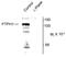 Protein Tyrosine Phosphatase Non-Receptor Type 3 antibody, AP26438PU-N, Origene, Western Blot image 