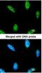 Inositol polyphosphate multikinase antibody, NBP1-32250, Novus Biologicals, Immunofluorescence image 