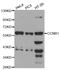 Cycb antibody, LS-C331859, Lifespan Biosciences, Western Blot image 