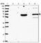 Pleckstrin Homology Domain Containing A4 antibody, NBP2-47331, Novus Biologicals, Western Blot image 