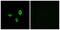 Olfactory Receptor Family 10 Subfamily G Member 7 antibody, GTX87934, GeneTex, Immunofluorescence image 