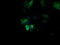 Mitogen-Activated Protein Kinase Kinase 1 antibody, LS-C337969, Lifespan Biosciences, Immunofluorescence image 