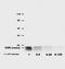 CD9 Molecule antibody, GTX80173, GeneTex, Western Blot image 