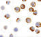 Caspase 6 antibody, 3469, ProSci Inc, Immunocytochemistry image 