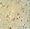 Cadherin 20 antibody, LS-C168608, Lifespan Biosciences, Immunohistochemistry paraffin image 