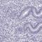 MRG Domain Binding Protein antibody, HPA017012, Atlas Antibodies, Immunohistochemistry frozen image 