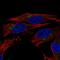 NTPDase 6 antibody, HPA015491, Atlas Antibodies, Immunofluorescence image 