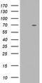 Tripartite Motif Containing 2 antibody, TA501560S, Origene, Western Blot image 