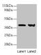 Rho GDP Dissociation Inhibitor Alpha antibody, CSB-PA00085A0Rb, Cusabio, Western Blot image 