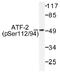 CREB2 antibody, AP01528PU-N, Origene, Western Blot image 