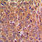 Eukaryotic Translation Initiation Factor 2 Subunit Alpha antibody, LS-C352156, Lifespan Biosciences, Immunohistochemistry frozen image 