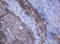 Cadherin 1 antibody, LS-C175434, Lifespan Biosciences, Immunohistochemistry frozen image 
